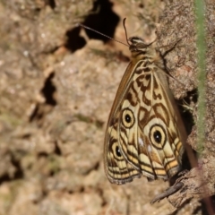 Geitoneura acantha at Felltimber Creek NCR - 19 Nov 2023