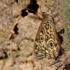 Geitoneura acantha at Felltimber Creek NCR - 19 Nov 2023 07:48 AM