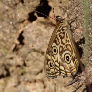 Geitoneura acantha at Felltimber Creek NCR - 19 Nov 2023 07:48 AM