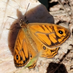 Geitoneura acantha at Felltimber Creek NCR - 19 Nov 2023 07:48 AM