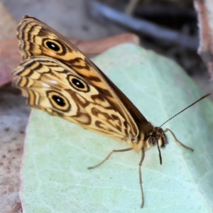 Geitoneura acantha at Felltimber Creek NCR - 19 Nov 2023 07:48 AM