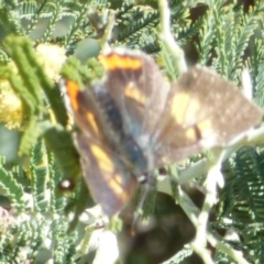 Unidentified Blue or Copper (Lycaenidae) at West Hobart, TAS - 30 Sep 2023 by VanessaC