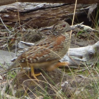 Turnix varius (Painted Buttonquail) at West Hobart, TAS - 5 Nov 2023 by VanessaC