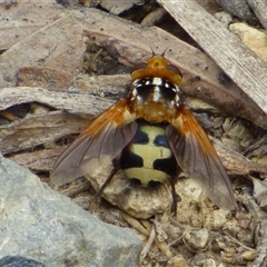 Microtropesa nigricornis (A bristle fly) at West Hobart, TAS - 18 Nov 2023 by VanessaC