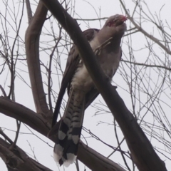 Scythrops novaehollandiae (Channel-billed Cuckoo) at Braemar, NSW - 19 Nov 2023 by Curiosity