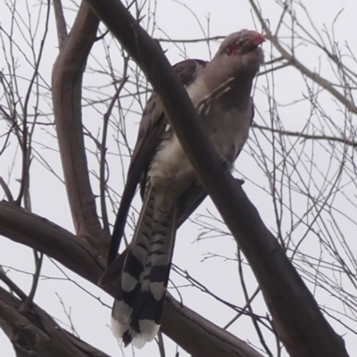 Scythrops novaehollandiae (Channel-billed Cuckoo) at Braemar - 19 Nov 2023 by Curiosity