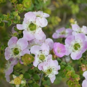 Leptospermum rotundifolium at Jerrawangala, NSW - suppressed