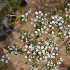 Leptospermum arachnoides (Spidery Tea-tree) at Jerrawangala, NSW - 19 Nov 2023 by plants