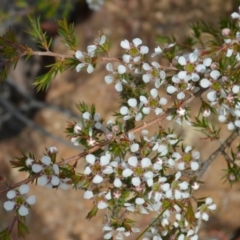 Leptospermum arachnoides (Spidery Tea-tree) at Jerrawangala, NSW - 20 Nov 2023 by plants