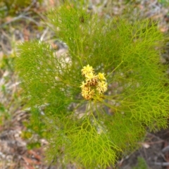 Petrophile pedunculata (Conesticks) at Jerrawangala, NSW - 20 Nov 2023 by plants