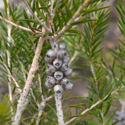 Melaleuca capitata (Sandstone Honey-Myrtle) at Undefined Area - 19 Nov 2023 by plants