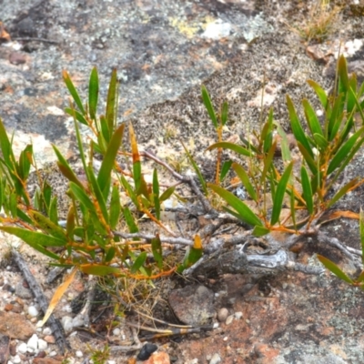 Acacia subtilinervis (Net-veined Wattle) at Yerriyong, NSW - 20 Nov 2023 by plants