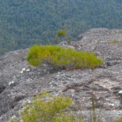 Acacia subtilinervis at Yerriyong, NSW - 20 Nov 2023