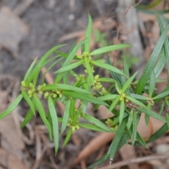 Podocarpus spinulosus (Spiny-leaf Podocarp) at Yerriyong, NSW - 19 Nov 2023 by plants