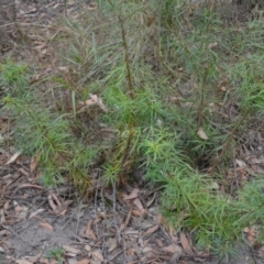Podocarpus spinulosus at Yerriyong, NSW - 20 Nov 2023