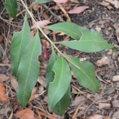 Notelaea longifolia (Long-Leaved Mock Olive) at Yerriyong, NSW - 20 Nov 2023 by plants