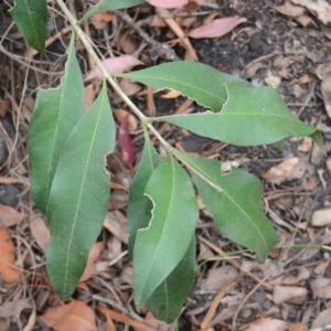 Notelaea longifolia at Yerriyong, NSW - 20 Nov 2023