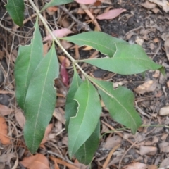 Notelaea longifolia (Long-Leaved Mock Olive) at Yerriyong, NSW - 19 Nov 2023 by plants