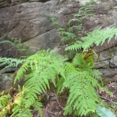 Pteris tremula (Tender Brake) at Yerriyong, NSW - 20 Nov 2023 by plants