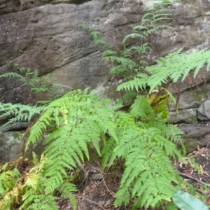 Pteris tremula at Yerriyong, NSW - 20 Nov 2023 02:12 AM