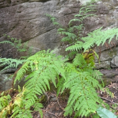 Pteris tremula (Tender Brake) at Yerriyong, NSW - 19 Nov 2023 by plants