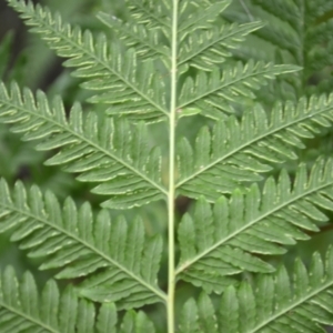 Pteris tremula at Yerriyong, NSW - 20 Nov 2023 02:12 AM