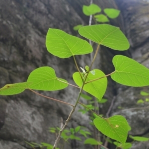 Homalanthus populifolius at Yerriyong, NSW - 20 Nov 2023