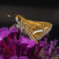 Taractrocera papyria (White-banded Grass-dart) at Murrumbateman, NSW - 20 Nov 2023 by amiessmacro