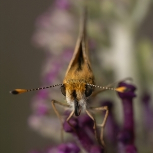 Taractrocera papyria at Murrumbateman, NSW - 20 Nov 2023 06:42 PM