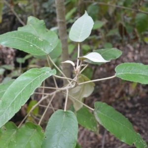 Astrotricha latifolia at Yerriyong, NSW - 20 Nov 2023