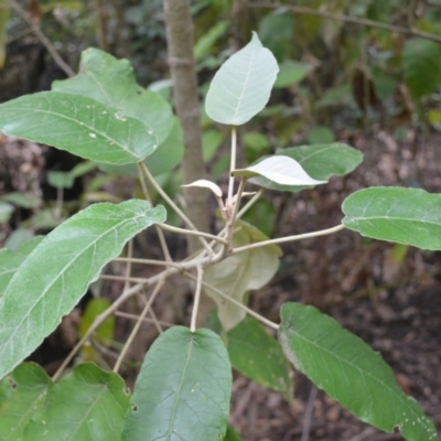 Astrotricha latifolia (Broad-leaf Star Hair) at Yerriyong, NSW - 20 Nov 2023 by plants