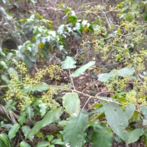 Astrotricha latifolia at Yerriyong, NSW - 20 Nov 2023