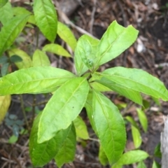 Claoxylon australe (Brittlewood) at Yerriyong, NSW - 20 Nov 2023 by plants