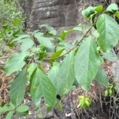 Clerodendrum tomentosum (Hairy Clerodendrum) at Yerriyong, NSW - 19 Nov 2023 by plants