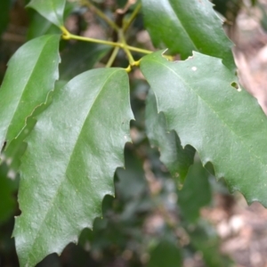 Doryphora sassafras at Yerriyong, NSW - 20 Nov 2023