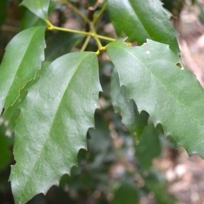 Doryphora sassafras at Yerriyong, NSW - 20 Nov 2023 by plants