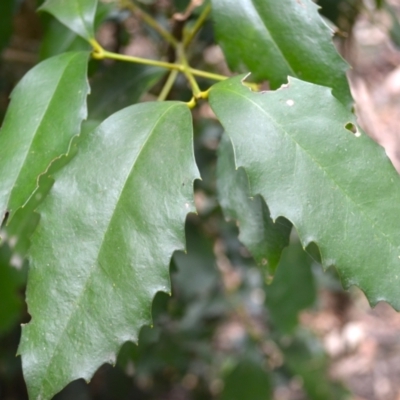 Doryphora sassafras at Yerriyong, NSW - 19 Nov 2023 by plants