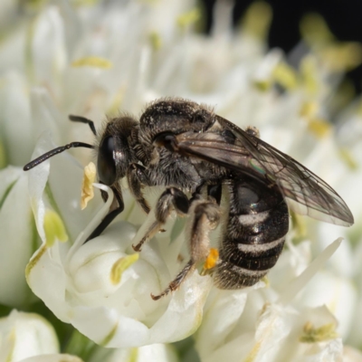 Lasioglossum (Chilalictus) sp. (genus & subgenus) (Halictid bee) at Murrumbateman, NSW - 20 Nov 2023 by amiessmacro