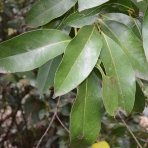 Cryptocarya glaucescens at Yerriyong, NSW - 20 Nov 2023