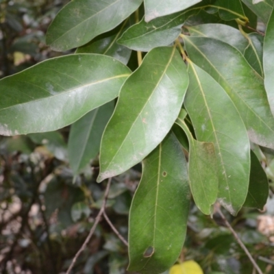 Cryptocarya glaucescens (Bolly Laurel) at Yerriyong, NSW - 19 Nov 2023 by plants