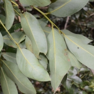 Cryptocarya glaucescens at Yerriyong, NSW - 20 Nov 2023