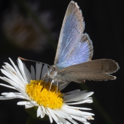 Zizina otis (Common Grass-Blue) at Murrumbateman, NSW - 16 Nov 2023 by amiessmacro