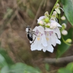 Leioproctus sp. (genus) (Plaster bee) at Captains Flat, NSW - 20 Nov 2023 by Csteele4