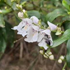 Leioproctus sp. (genus) at QPRC LGA - 20 Nov 2023 01:51 PM