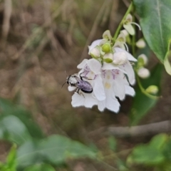 Leioproctus sp. (genus) at QPRC LGA - 20 Nov 2023 01:51 PM