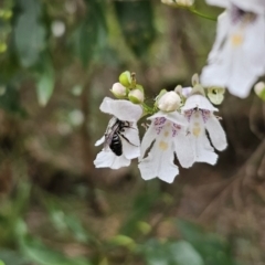 Leioproctus sp. (genus) at QPRC LGA - 20 Nov 2023 01:51 PM