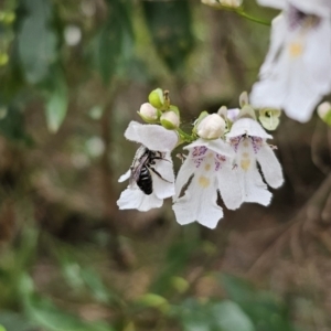 Leioproctus sp. (genus) at QPRC LGA - 20 Nov 2023 01:51 PM