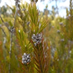Melaleuca capitata (Sandstone Honey-Myrtle) at Sassafras, NSW - 16 Aug 2023 by RobG1