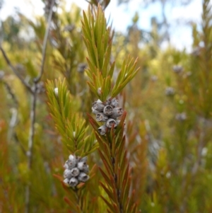 Melaleuca capitata at Sassafras, NSW - 16 Aug 2023