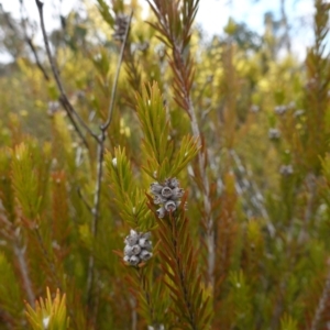 Melaleuca capitata at Sassafras, NSW - 16 Aug 2023